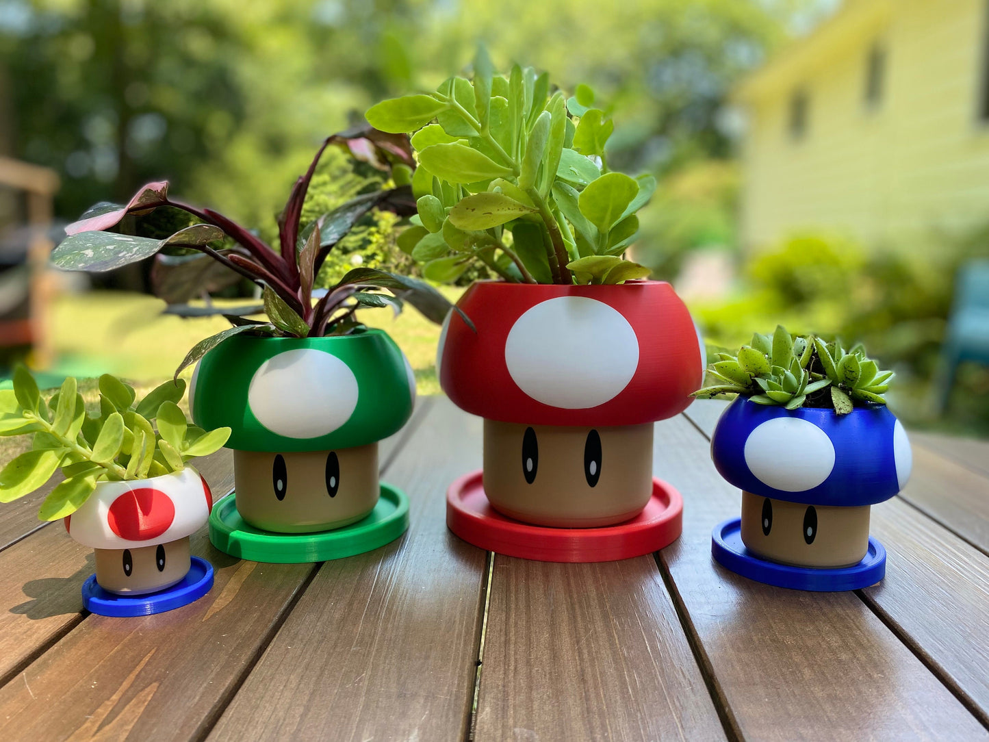 May include: Three mushroom-shaped planters in red, green, and blue with white spots. Each planter has a brown base and is filled with a different type of succulent plant.