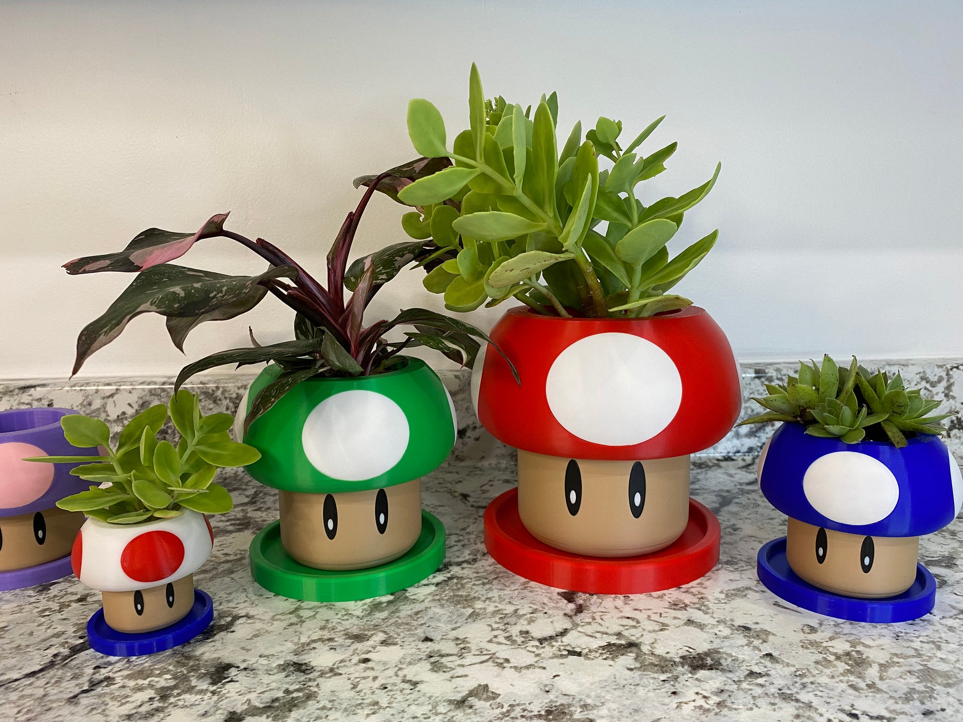 May include: Four mushroom-shaped planters in green, red, blue, and pink, with a variety of succulents growing inside. The planters have white spots and cartoon eyes.